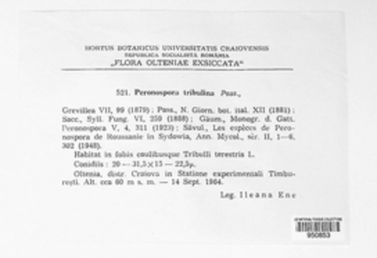 Peronospora tribulina image